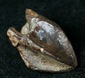 Partially Rooted Triceratops Tooth - #12535-1